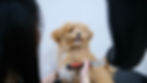 dog home.jpeg