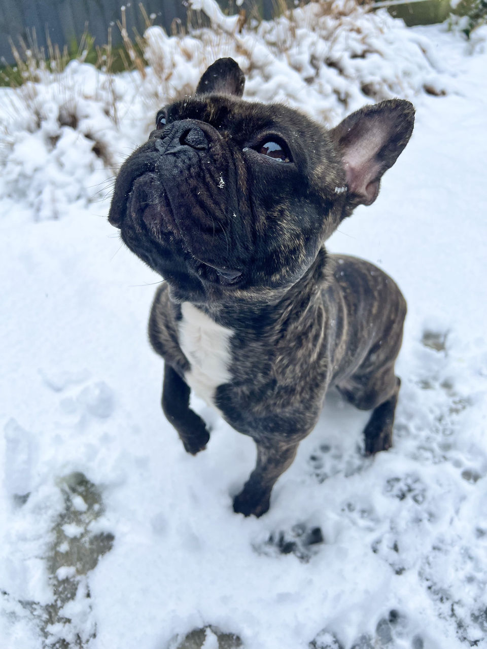 Sophie's dog Nacho in the snow