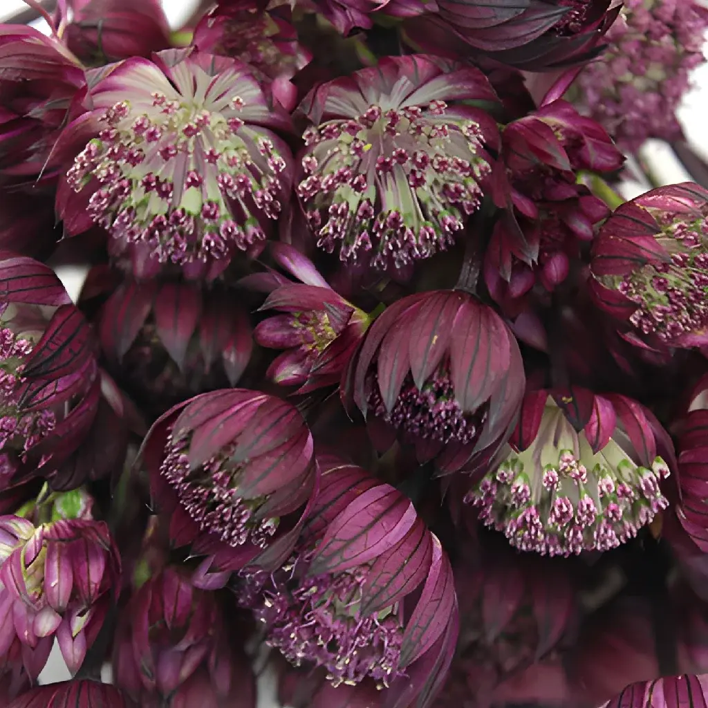 Purple Bulk Astrantia