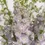 Thumbnail: Lavander Elatum Delphinium