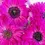 Thumbnail: Fuchsia Levante Anemones