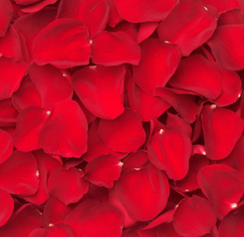 Full cover rose petals