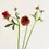 Thumbnail: Brick Red Butterfly Ranunculus