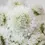 Thumbnail: White Scoop Scabiosa