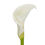 Thumbnail: Giant Calla Lily