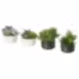 miniature succulent garden in a ceramic vase