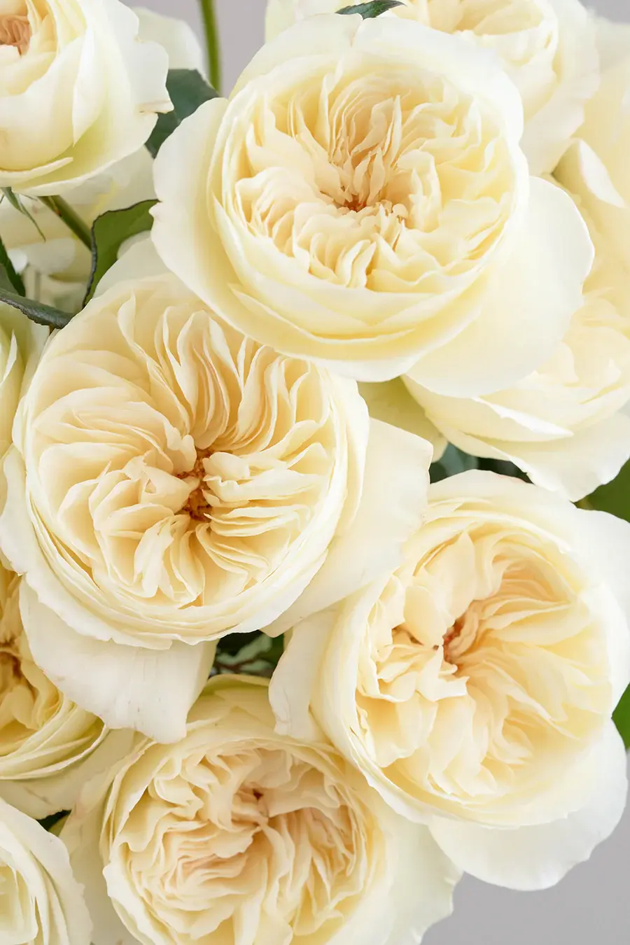 Thumbnail: Rose Garden - Leonora