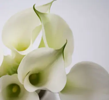 white-mini-calla-lily-flowers-online_pri_39_173_l_j3jh5.webp