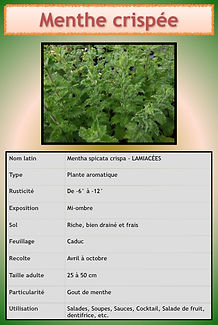 Livret aromatiques.054.jpeg