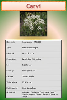 autres aromatiques.011.jpeg