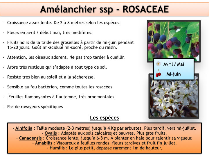 Amélanchier.jpeg