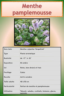 Livret aromatiques.046.jpeg