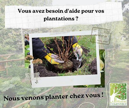 plantations.png