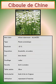 Aromatiques.059.jpeg