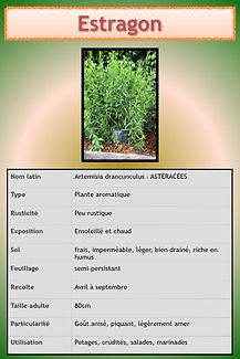 Aromatiques.026.jpeg