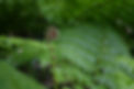 Koru-Joel-Thompson-Sustainability-New-Life-Punga-Aotearoa-New-Zealand-Sustainability-Advis