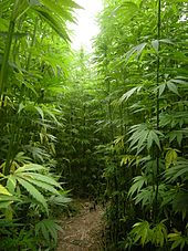 What is hemp?