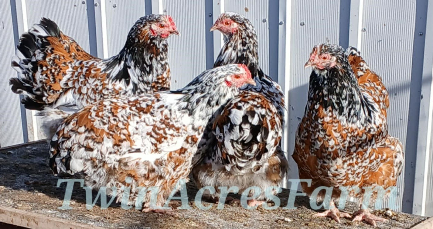 Calico Orpington chicks (unsexed) or hatching eggs🤎