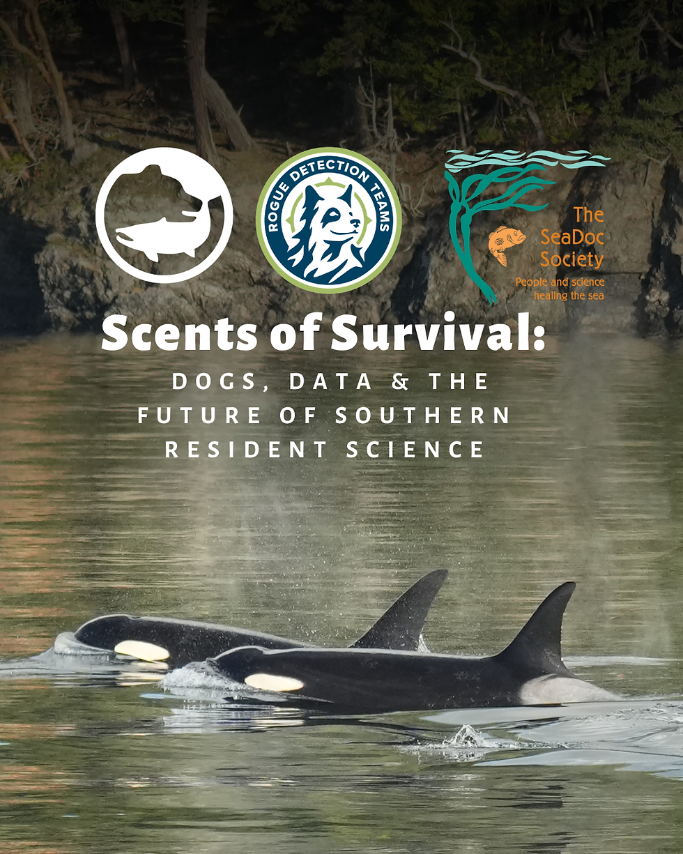 Scents of Survival: Dogs, Data & the Future of Southern Resident Science
