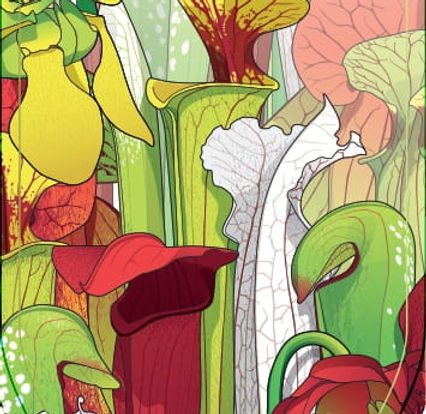 Sarracenia