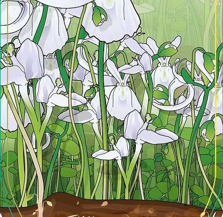 Utricularia sandersonii_Front_7035_45x122_LOWRES.jpg