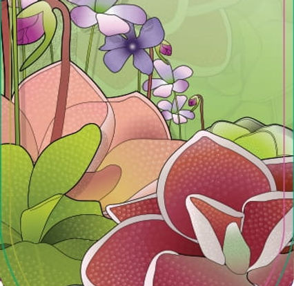 Pinguicula
