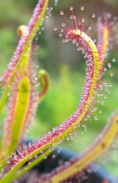Thumbnail: Drosera capensis Narrow-Leaf Form - Cape Sundew