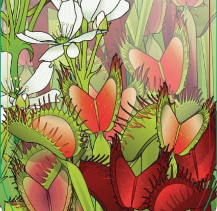 Dionaea