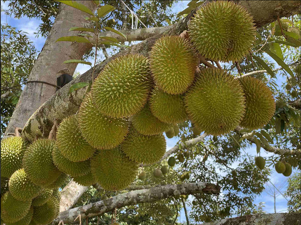 Durian hanging on tree