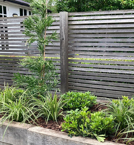 Japanese inspired planting for a new raised bed.jpeg