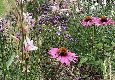 Revitalising a back-garden border with a natural look 