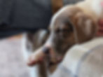 Duke2_5