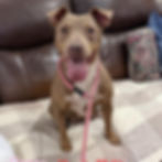 Duke2_Mommy