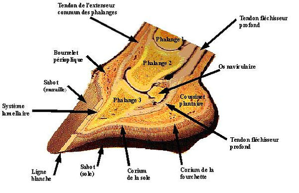 piedfourbure.jpg