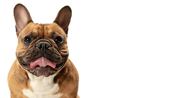 pet friendly_edited.png