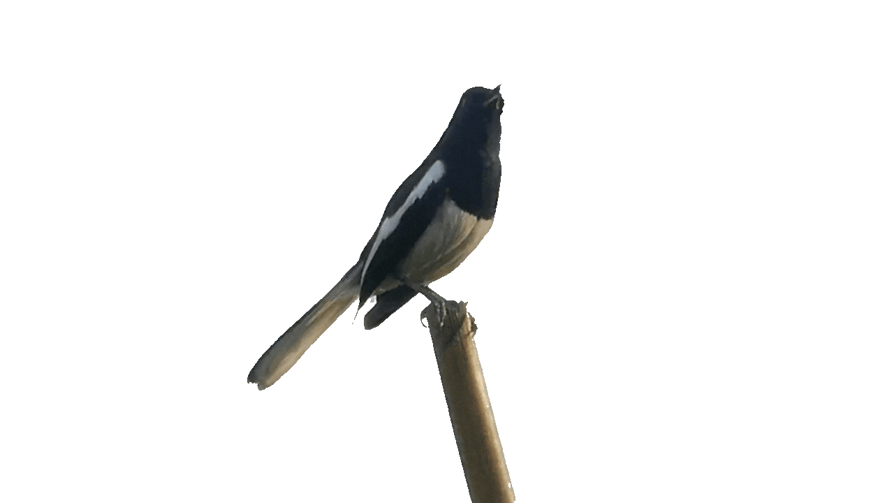 magpie.gif