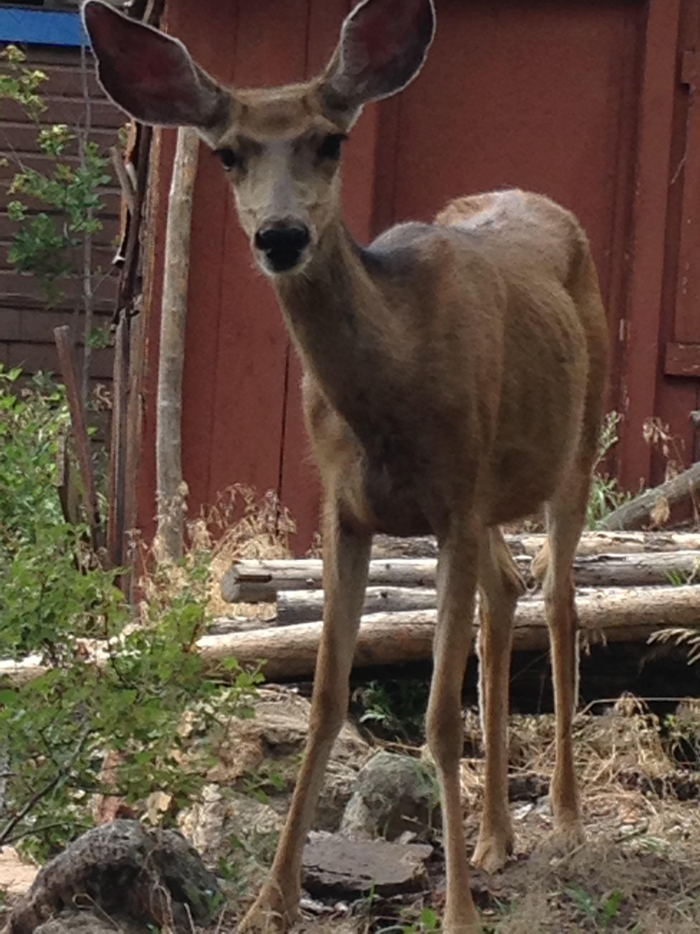 A friend at the back door.