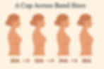 A Cup Across Band Sizes Infographic