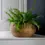 Thumbnail: Seagrass Planter Frill Edge