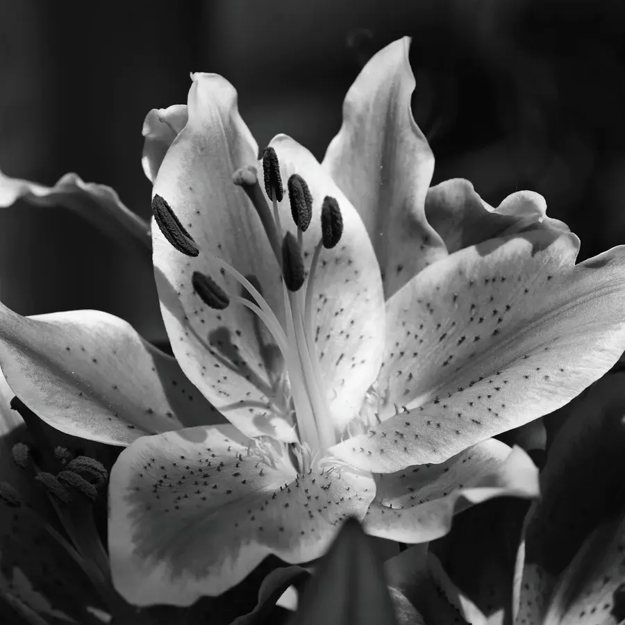 Thumbnail: Black Lily 200ml Room Diffuser Refill by True Grace