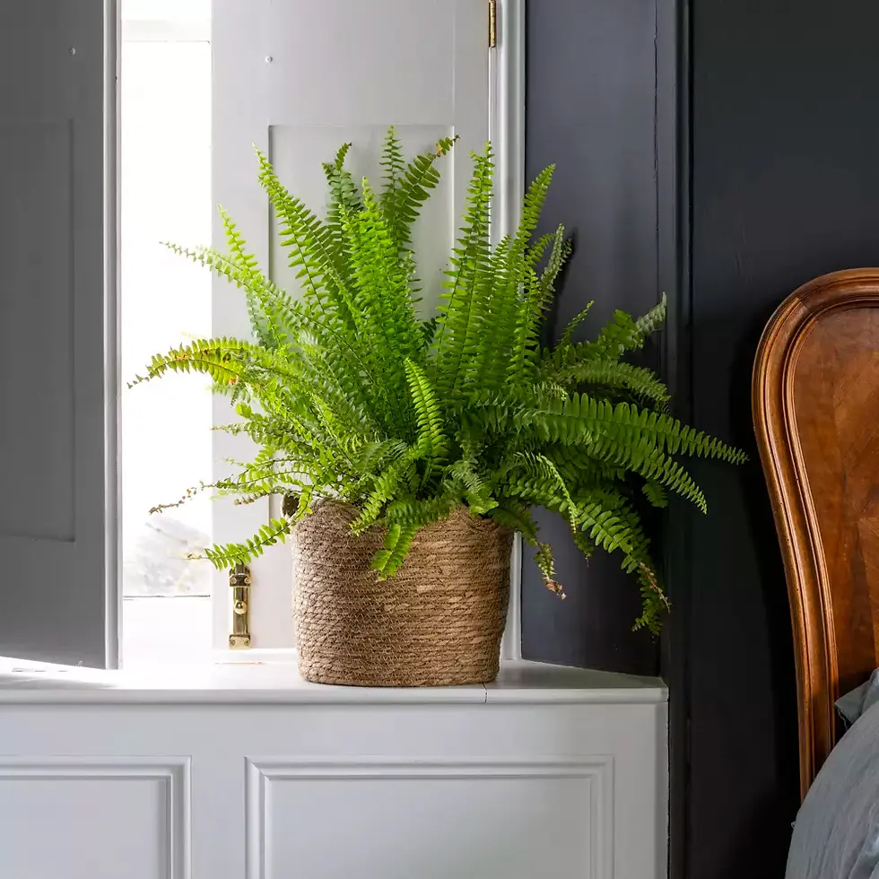 Seagrass Planter Frill Edge - Straight side