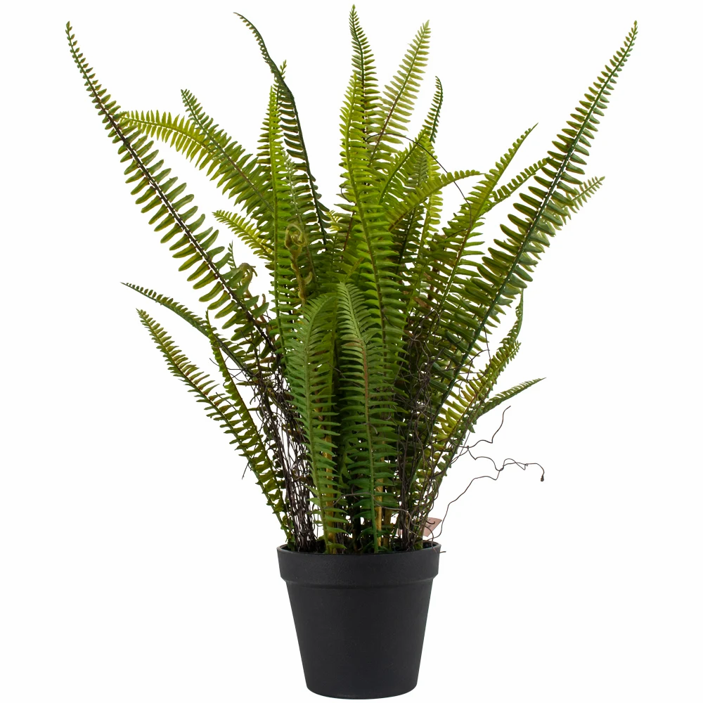Boston Leaf Fern in Pot