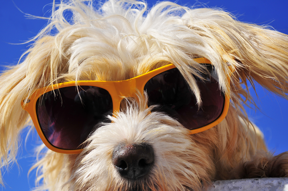 Dog Sunburn 4 Tips To Keep Your Dog Safe In The Harsh Sun Happy Paws