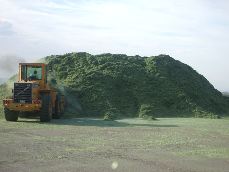 Chopped Hay