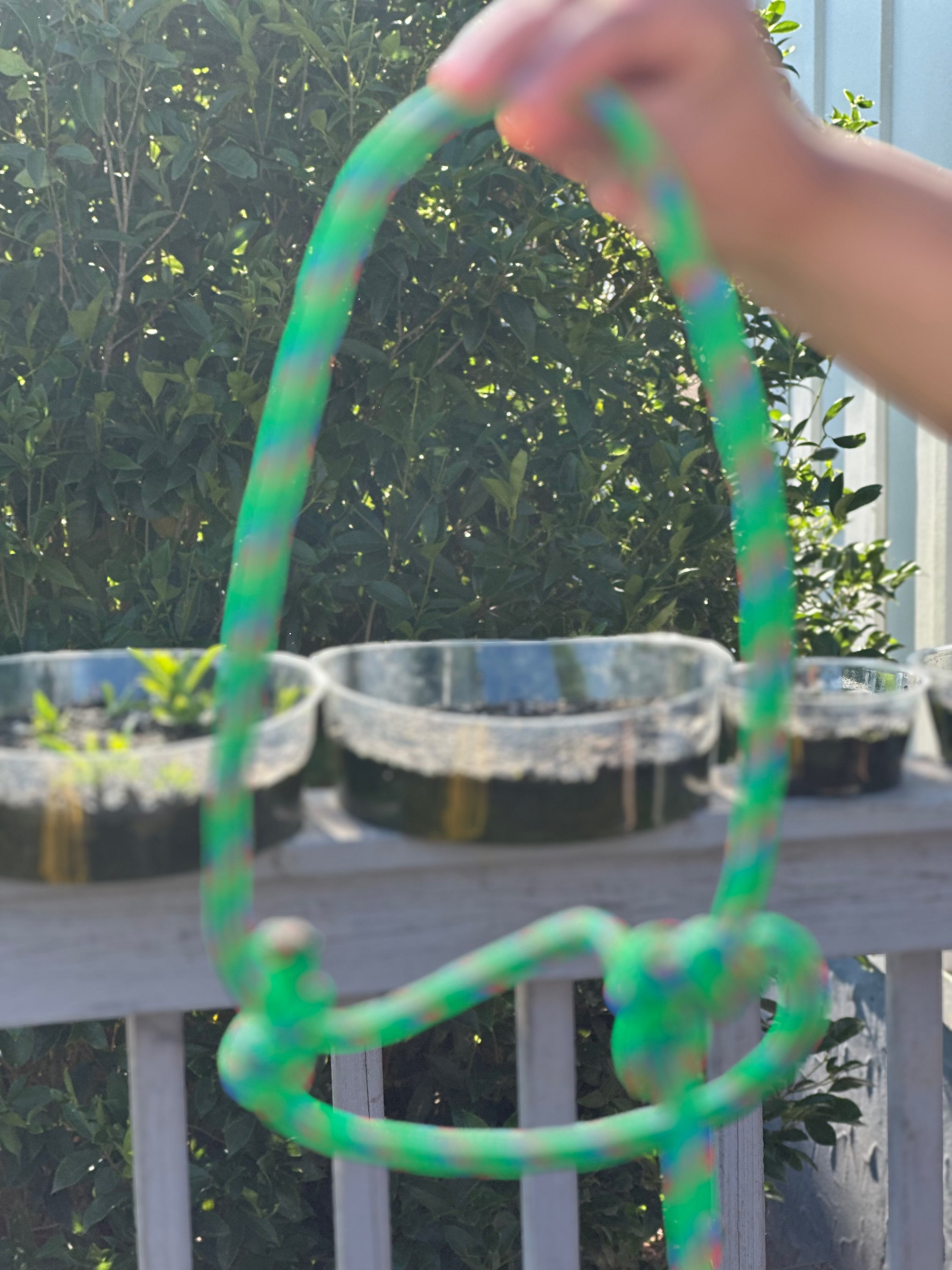 Green Halter for animals and goats , lambs