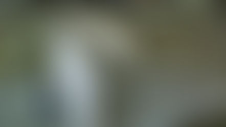 Café brasileiro em nova rota: China abre as portas!