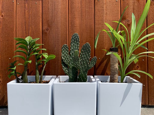 植物の植え替え日記🌵