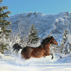 En hest i snølandskap