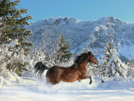 En hest i snølandskap