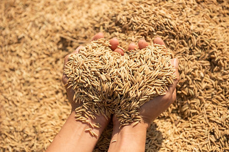 paddy-harvest-golden-yellow-paddy-hand-farmer-carrying-paddy-hand-rice.jpg